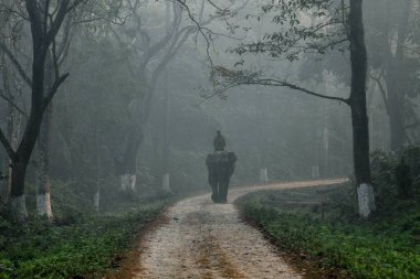 Orang Assam Hindistan Asya ormanlarında devriye gezen Fil Adam. 