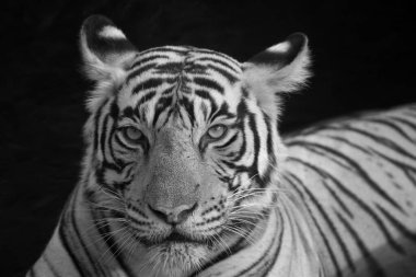 Hindistandaki Ranthambhore Ulusal Parkı 'nda bir su birikintisinde oturan vahşi bir kaplanın siyah beyaz portresi.