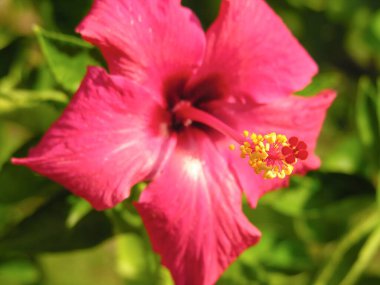 Hibiscus, Varun Çiftlik Evi, Panvel, Maharashtra, Hindistan 