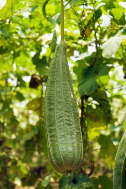 Ridge gourd at Uttan, Bhayander, Maharashtra, India  clipart