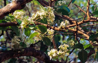 Flowers and branches of Medicinal tree Holarrhena Antidyse Apocynaceae Terica, Habital, India, Properties Drugs for Amoebic, India  clipart