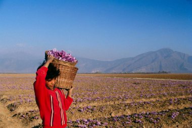 sepetlerde safran çiçekleri taşıyan çocuk, jammu & kaşmir, Hindistan 