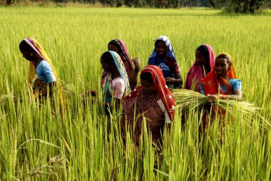Tarım işçileri; Carm Daksh; Bilaspur; Chhattisgarh; Hindistan