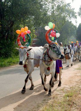 Madalyalı inekler ve öküzler, Pongal festivalini kutlayan çiftçiler Coimbatore, Tamil Nadu, Hindistan