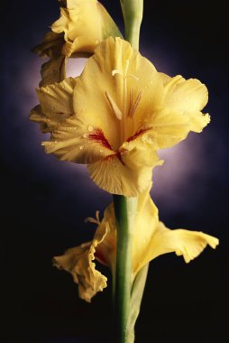 Gladioli Çiçeklerini Kapat 