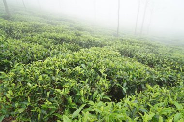Çay çiftliği, çay evi, Singara Konağı, Coonoor, Nilgiris, Tamil Nadu, Hindistan