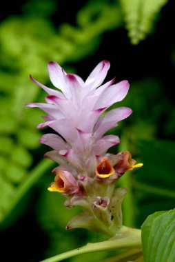 Çiçeklerin sokağa çıkma yasağı var. Yerel adı Ambe Halad ya da yapraklı ormanlarda yaygın olarak kullanılan Halad, Konkan, Maharashtra, Hindistan 