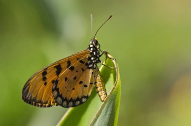 Bahçedeki Tawny Coster Kelebeği, Mumbai, Maharashtra, Hindistan, Asya 