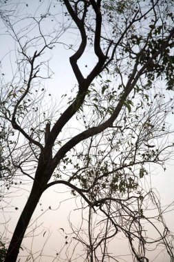 Karjat 'ın ağaç dalları, Maharashtra, Hindistan