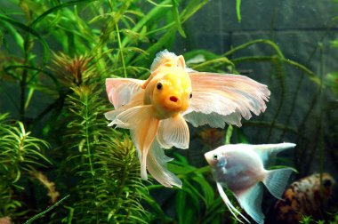 Fishes , Gold Fish (Chinese Oranda Hi Cap) Latin Name (Carassius Auratus) (Ptero Phyllum Scalare) and White Angel clipart