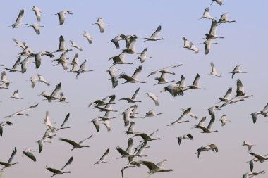 Kuşlar, sürüler halinde matmazel turnalar gökyüzünde uçan başak, Khichan, Phalodi, Jodhpur, Rajasthan, Hindistan 