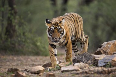 Bengal tiger in Ranthambhore national park, rajasthan, India, Asia clipart