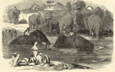 Minyatür boyama, fil yıkama Mahoutları yıkama Nehirde filleri yıkama 19. yüzyıl, Hindistan