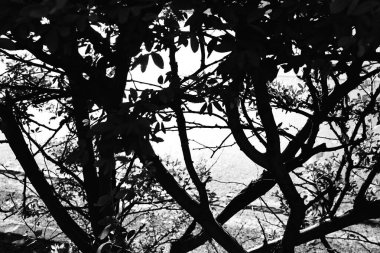 Çarpık ağaçlar Mumbai Maharashtra Hindistan 1989 deniz piyadesi