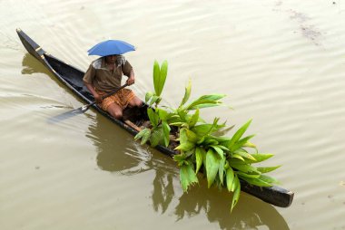 Hindistan cevizi fidelerini Mannarsala, Kerala, Hindistan yakınlarındaki küçük bir tekneyle taşıyın. 
