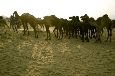 Develer, fuar, rajasthan, Hindistan, Asya