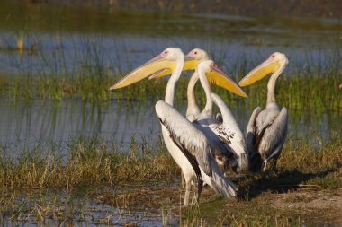 Büyük Beyaz Pelikanlar, Thol kuşları sığınağı, Gujarat, Hindistan, Asya 