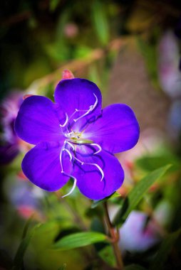 Pleroma urvilleanum, Tibouchina urvilleana, purple flower clipart