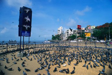 Pigeons enclosure at Chowpatty, Bombay Mumbai, Maharashtra, India  clipart