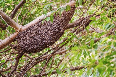 Arı kovanı, Tadoba Vahşi Yaşam Sığınağı, Maharashtra, Hindistan, Asya
