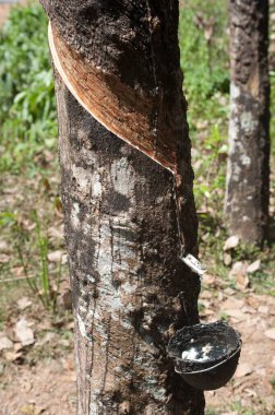 Rubber ficus elastica sap dropping in pot ; Ponmudi ; Trivandrum Thiruvananthapuram ; Kerala ; India clipart