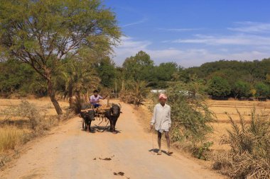 Bufalo arabası, bastar, chhattisgarh, Hindistan, Asya