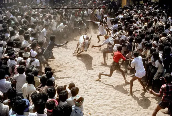 stock image Jallikattu bull taming at Alanganallur near Madurai, Tamil Nadu, India 