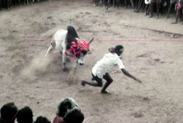 stock image Jallikattu bull taming at Alanganallur near Madurai, Tamil Nadu, India 