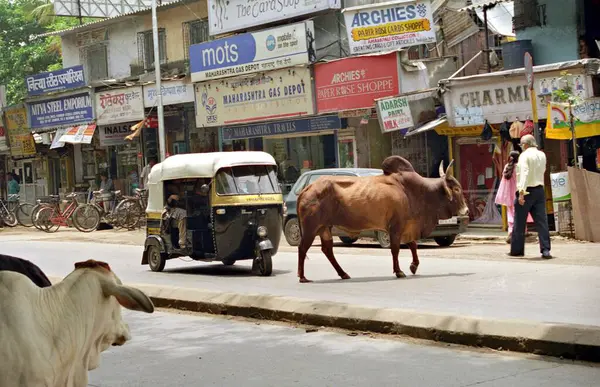 Hindistan 'da Hindistan Teknoloji Enstitüsü (IIT), Powai Bombay Mumbai, Maharashtra, Hindistan yakınlarındaki sokakta başıboş dolaşan sığırlar. 