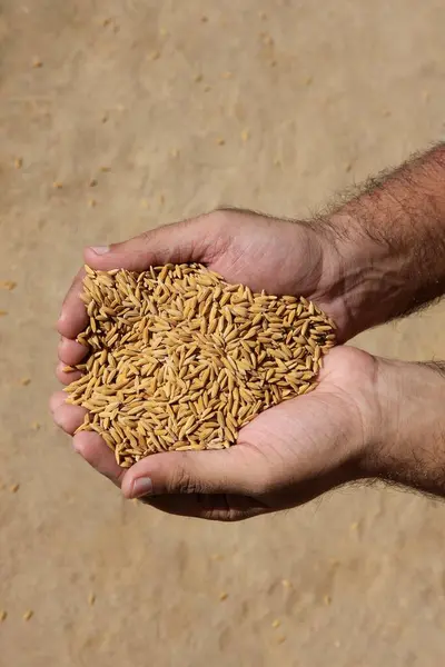 stock image Paddy Rice grain in hands, Jabalpur, Madhya pradesh, India, Asia