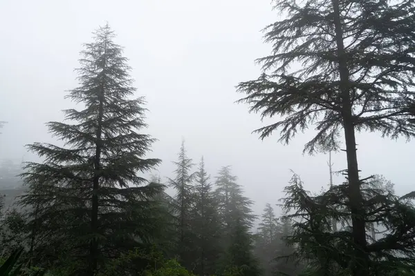 stock image Cedar trees, Deodars Guest House, Papersali, Almora, Uttarakhand, India, Asia 