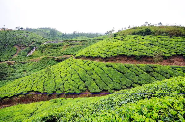 Munnar Hill İstasyonu 'ndaki çay bahçeleri, Kerala, Hindistan