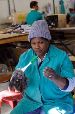 woman working in Ostrich feather factory south africa clipart