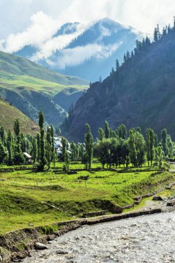 Çam ağaçları ve Káganga nehri, Gurez vadisi, Bandipora, Kaşmir, Hindistan, Asya