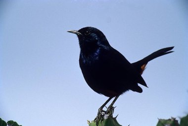 Kuş, Hintli Robin Erkek (Saxicoloides fulicata), Kokkare Bellur, Bangalore, Karnataka, Hindistan