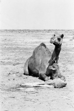 Kutch, Gujarat, Hindistan yakınlarındaki Rann 'da deve ve buzağı. 