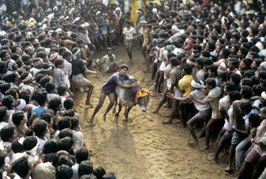 Jallikattu boğası Madurai yakınlarındaki Alanganallur 'da evcilleşti, Tamil Nadu, Hindistan 