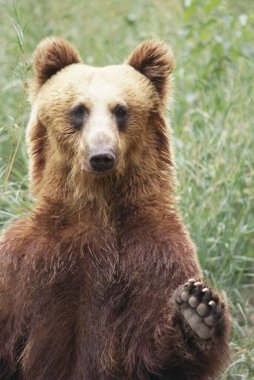 boz ayı ursus arctos