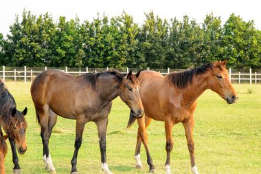 Poonawalla damızlık çiftliği, pune, maharashtra, Hindistan, Asya