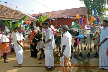 Madalyalı İnekler ve öküzler, Pongal festivalini (Hasat Festivali) kutlayan çiftçiler Coimbatore, Tamil Nadu, Hindistan 