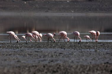 Küçük flamingo, tapi nehri, Surat, Gujarat, Hindistan, Asya