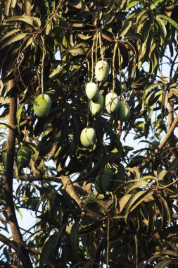 Mangoes on tree dapoli ratnagiri maharashtra, India ,Asia clipart