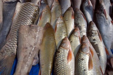 Satılık balık; Dehradun; Uttaranchal; Hindistan