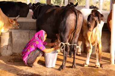 Bayan sağan inek, Nadiad, Gujarat, Hindistan