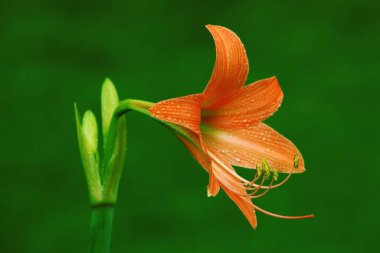 Amaryllis çiçeği, visakhapatnam ve hra pradesh, Hindistan, Asya