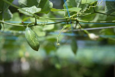 Bahçede büyüyen salatalığın yakın görüntüsü. 
