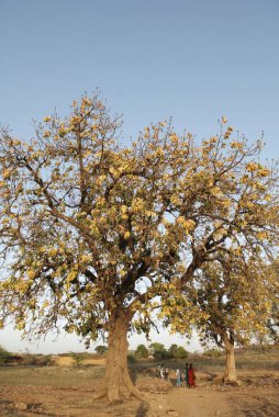 Mahuva Bassia Latifolia ağaçları; Chitrakoot; Uttar Pradesh; Hindistan