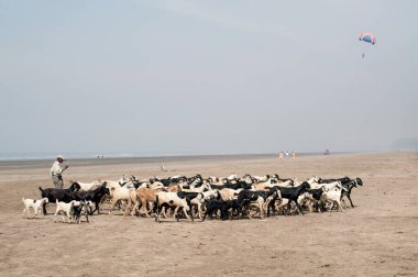 Shepherd with goats at nagaon beach , Alibag , Maharashtra , India clipart