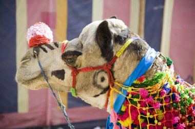 Deve, sap kar mela, rajasthan, Hindistan, Asya