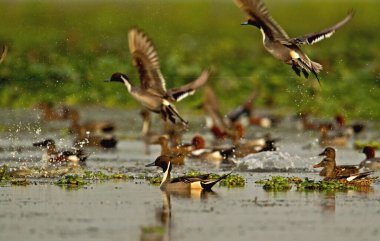 Ducks flying over water, Magudi wetlands, Assam, India  clipart